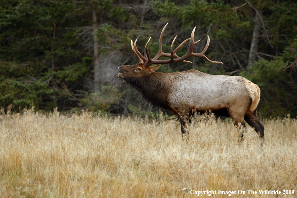 Bull Elk