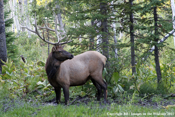 Bull elk in habitat. 