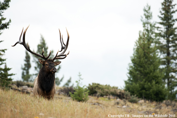 Rocky Mountain bull elk in habitat. 