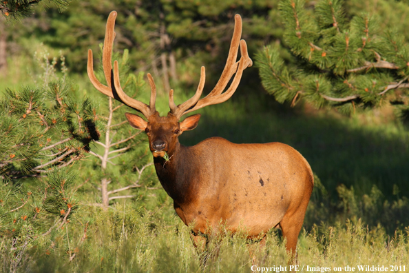 Bull elk in habitat. 