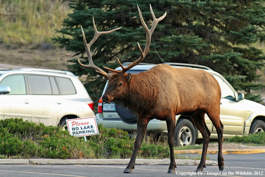 Rocky Mountain Elk on road.