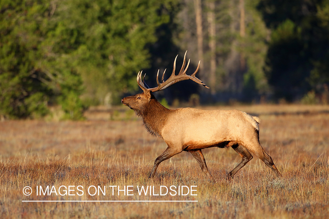 Rocky Mountain Elk in habitat.