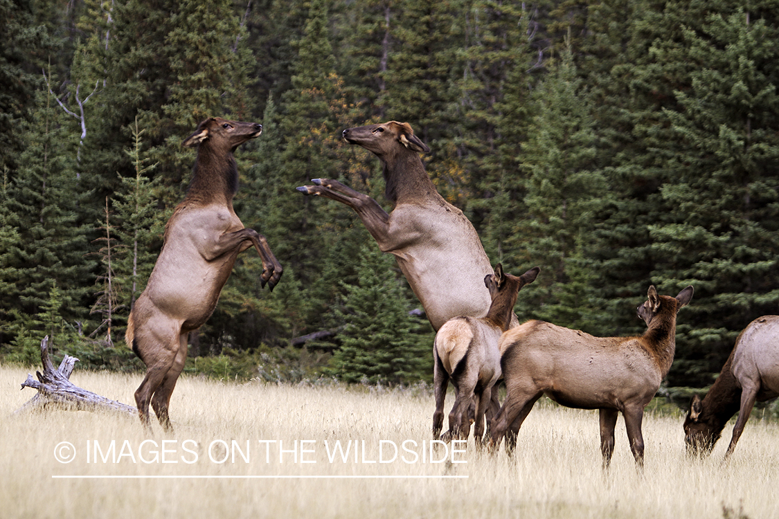 Rocky Mountain Cow Elk fighting in habitat.