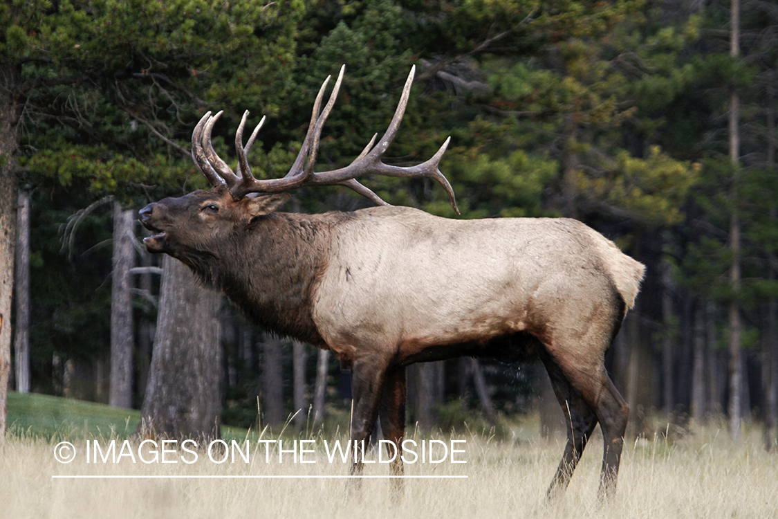 Rocky Mountain Bull Elk bugling in habitat.