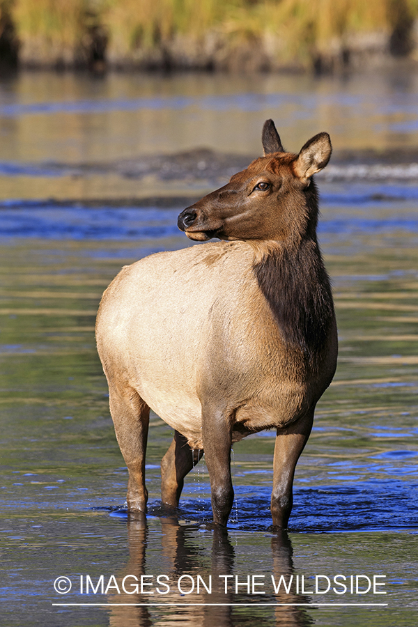 Rocky Mountain Cow Elk in habitat.