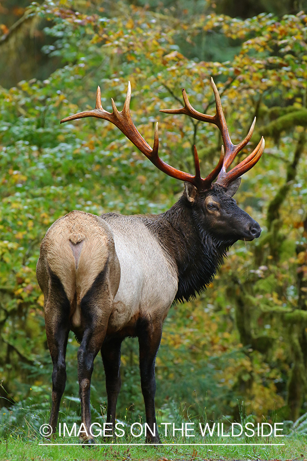 Bull elk with recently shed velvet.