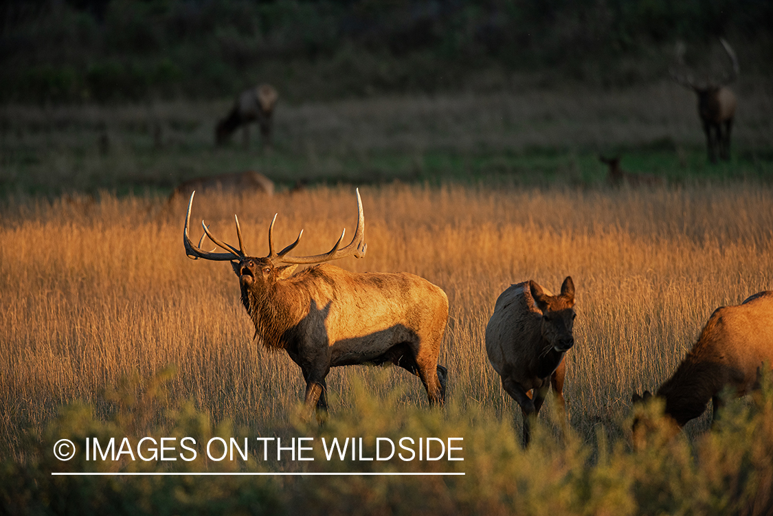 Bull elk bugling in field.