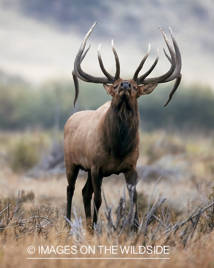 Bull elk in field.