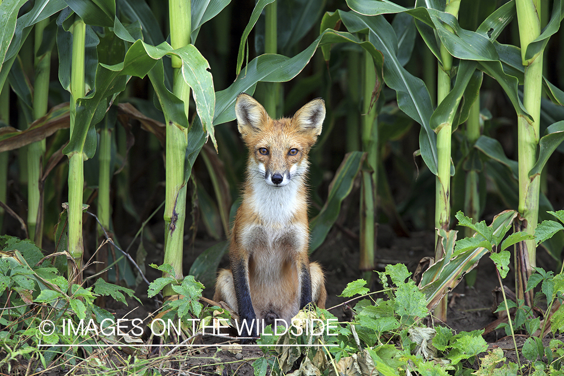 Red fox in habitat.