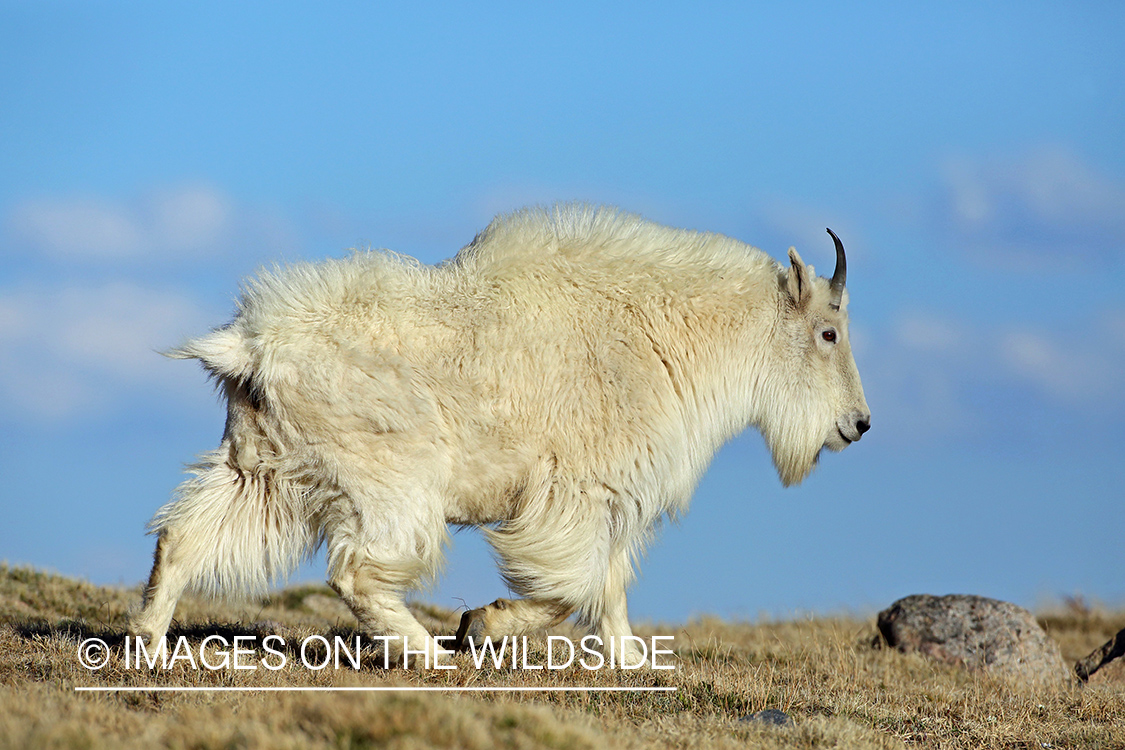 Rocky Mountain Goat in habitat. 