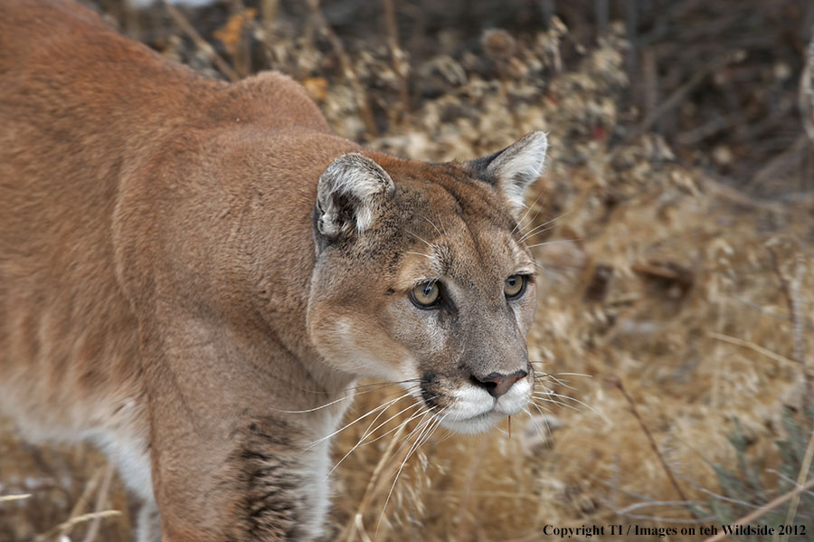 Mountain Lion in habitat.