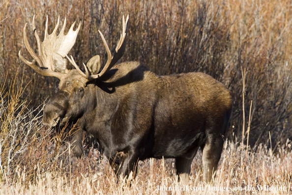 Shiras bull moose in habitat.