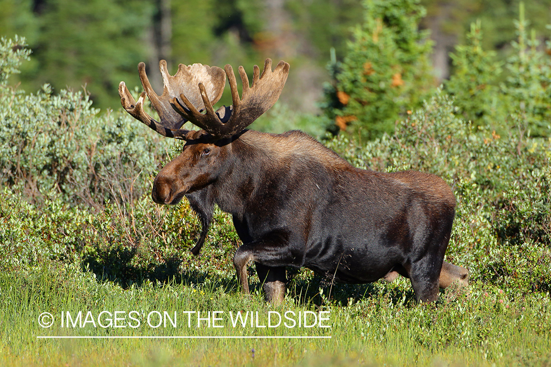 Shiras bull moose in velvet.
