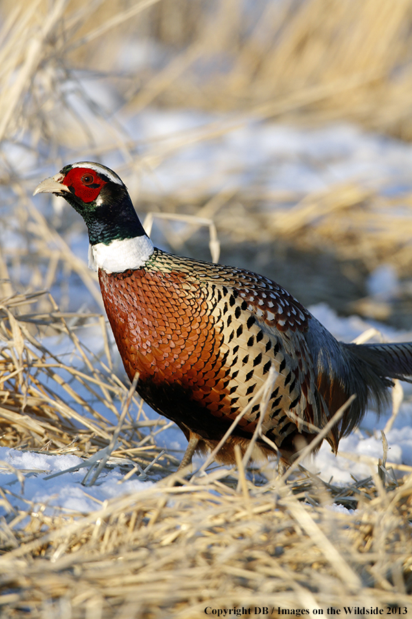 Ring-necked pheasant in habitat