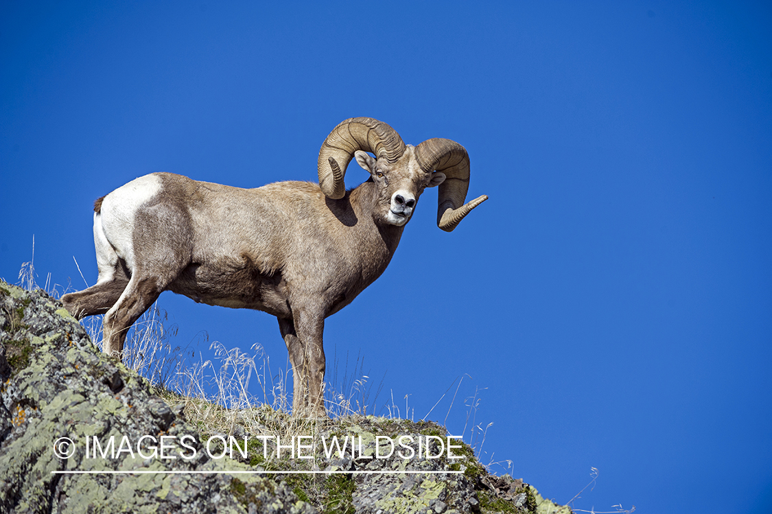 Bighorn sheep on rock.