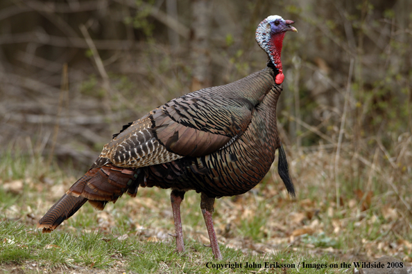 Eastern Wild Turkey