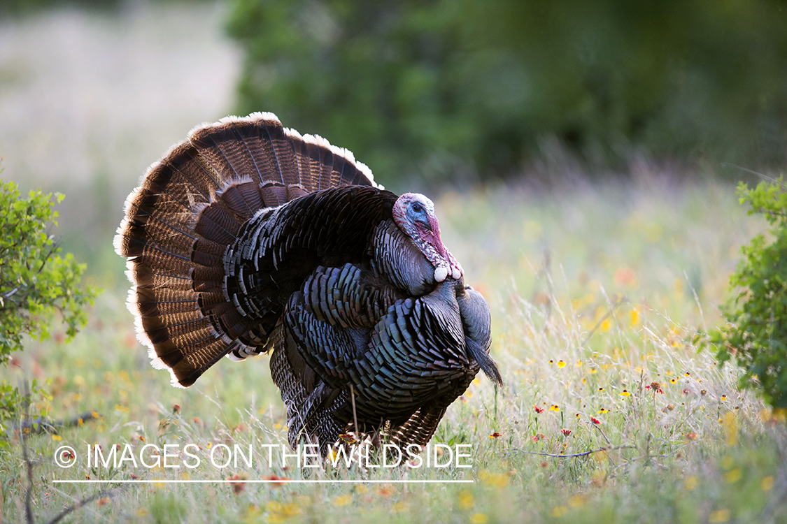 Eastern Wild Turkey tom in habitat. 