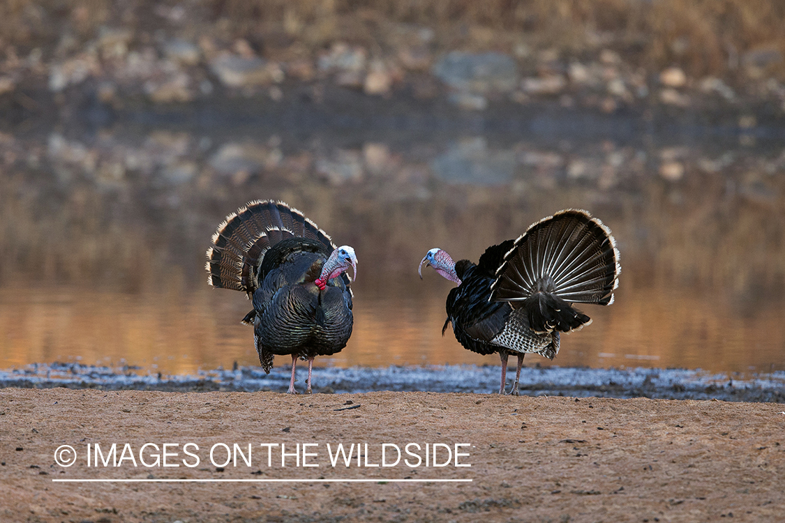 Rio Grande Turkeys competing in habitat.