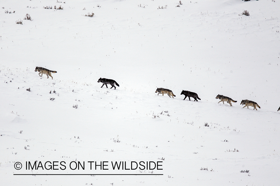 Wild free-ranging gray wolf pack in Yellowstone National Park.