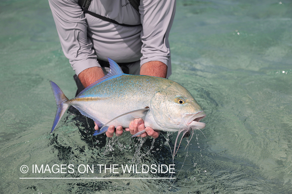 Flyfisherman releasing bluefin trevally.