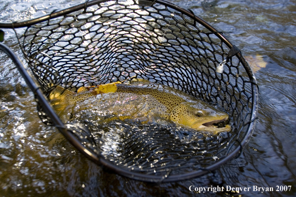 Close-up of nice brown trout.