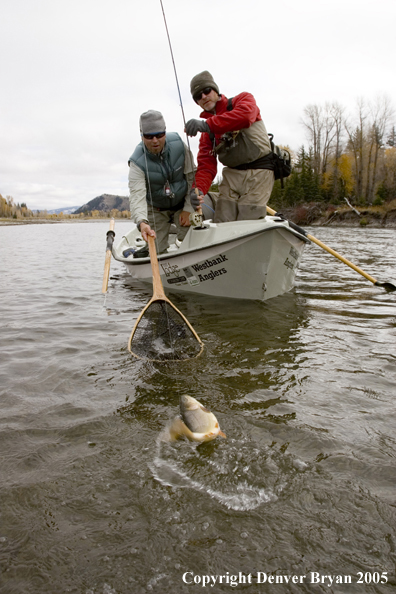 Flyfisherman landing Snake River cutthroat trout with guide netting.