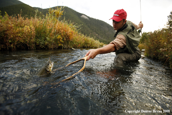 Flyfisherman Landing Large Brown Trout