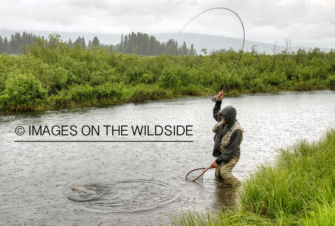 Flyfisherman with trout on line South Fork Madison, Montana.