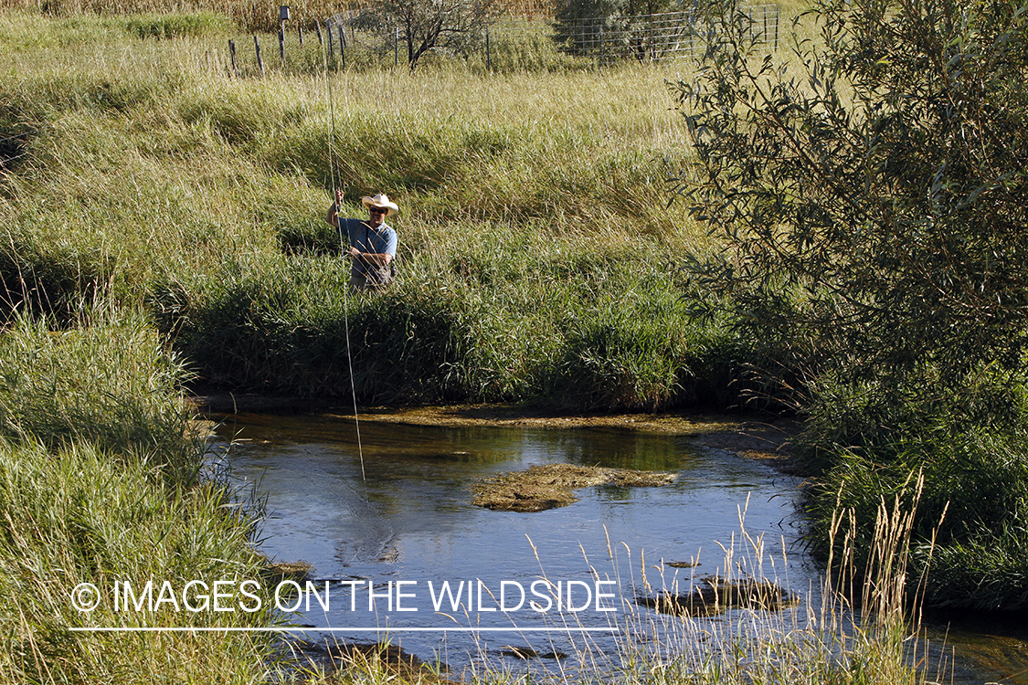 Flyfisherman casting to rising trout on small stream.