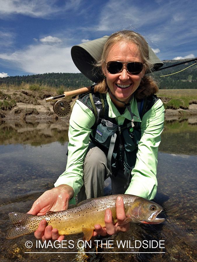 Woman flyfisher releasing yellowstone cutthroat trout. 