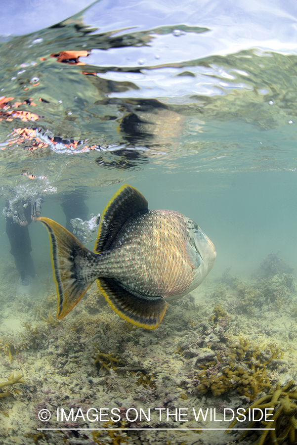 Peachy triggerfish