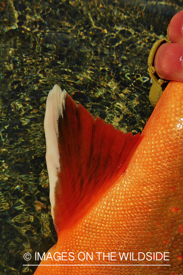 Close up of bull trout fin.