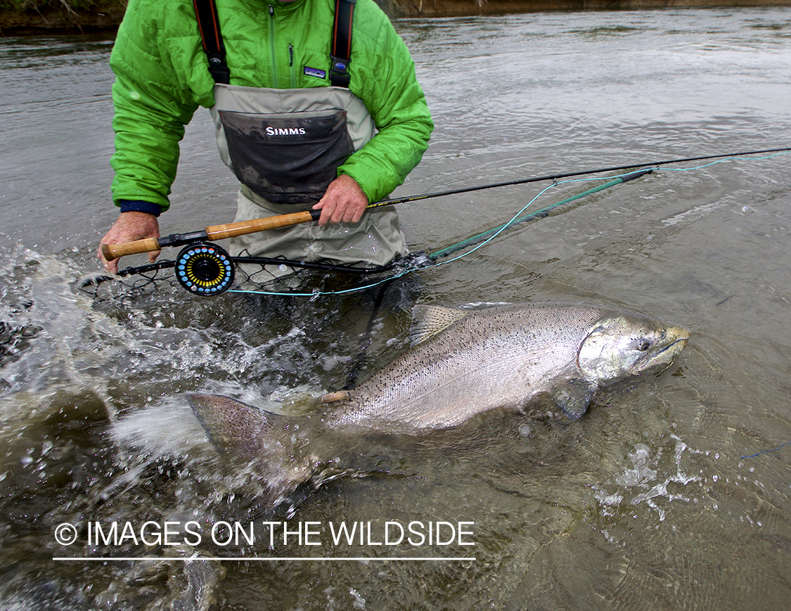 Flyfisherman releasing King Salmon.