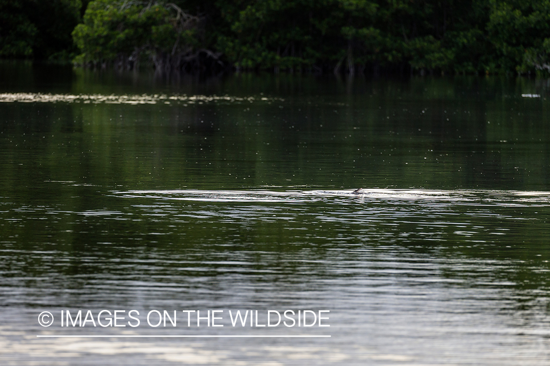 Tarpon fin above surface.