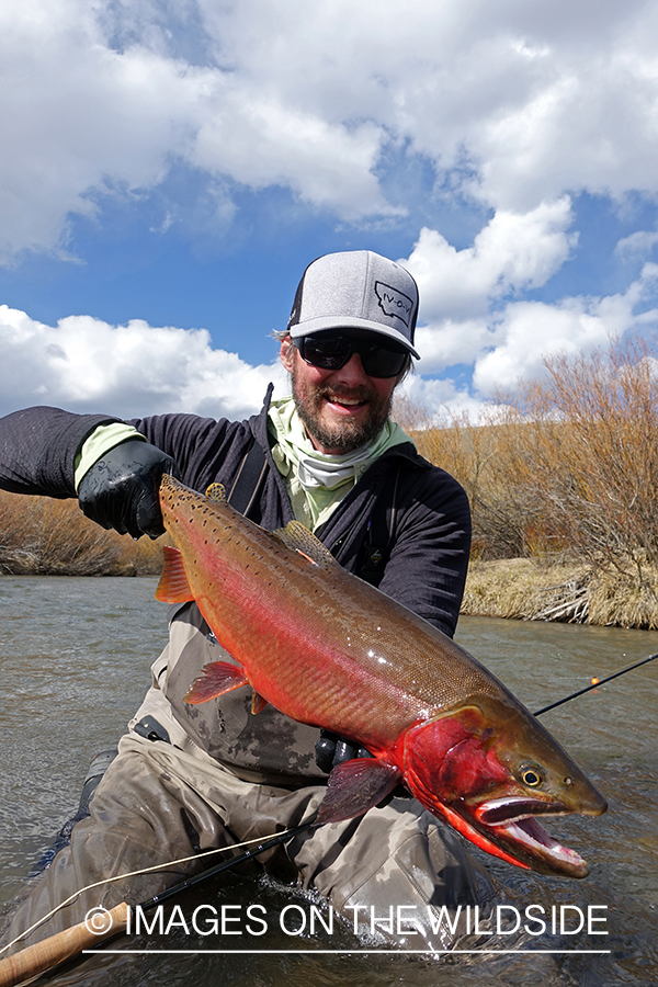 Flyfisherman releasing cutthroat.