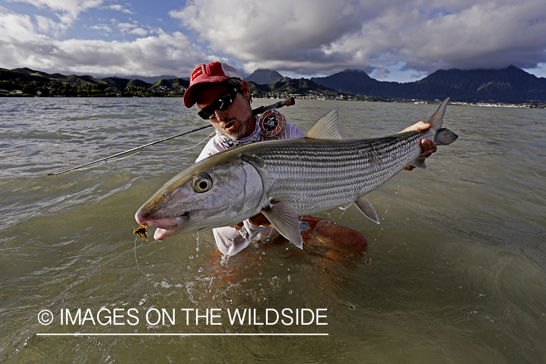 Saltwater flyfisherman with 13 lb bonefish, in Hawaii.