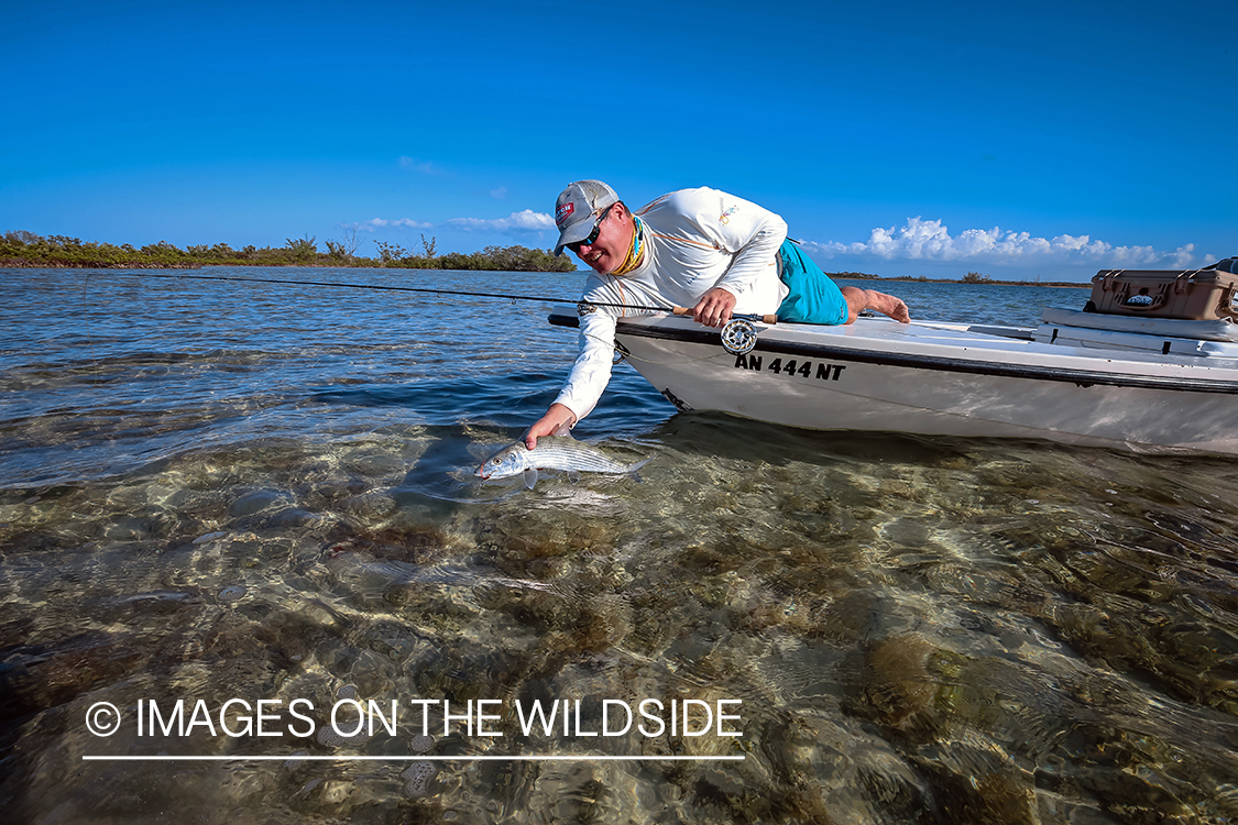 Flyfisherman releasing Bonefish.