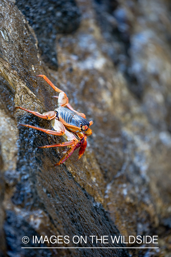 Sea crab.