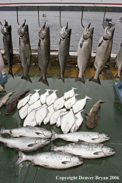 Halibut and salmon catch.  (Alaska/Canada)