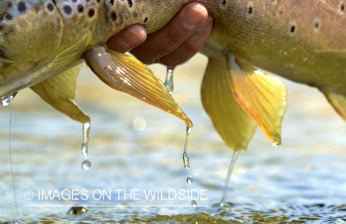 Brown trout.