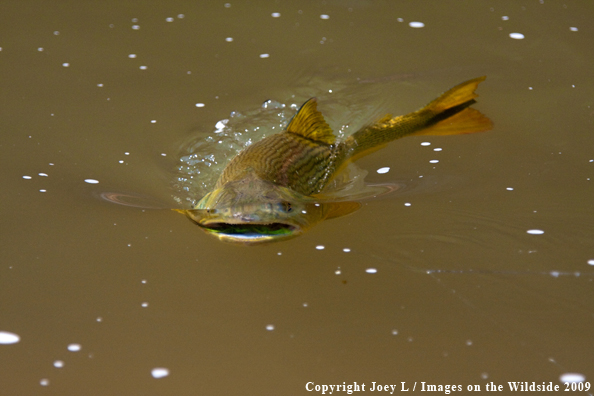 Golden Dorado fish species