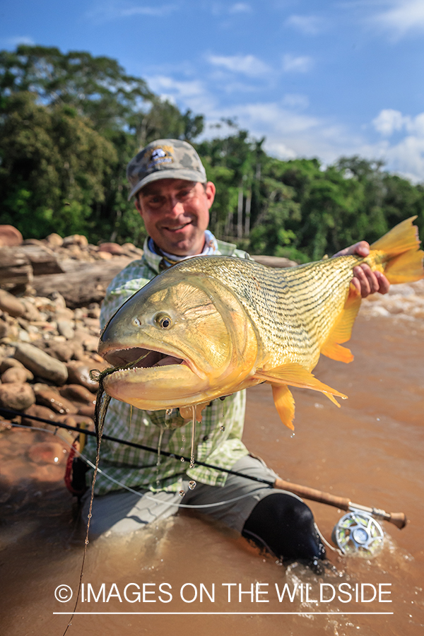 Flyfishing for Golden Dorado in Bolivia.