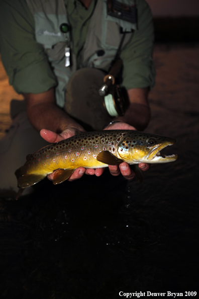 Brown trout species