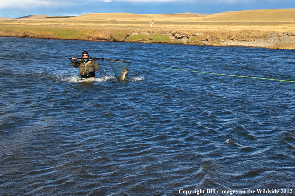 Flyfisherman with large brown trout. 