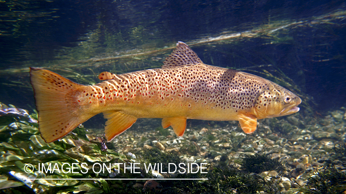 Brown Trout in river.
