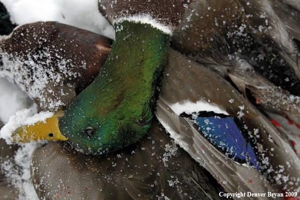 Hunter-killed mallard duck.