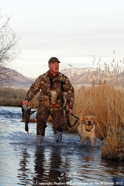 Duck hunter with bagged mallards and yellow labrador retriever. 