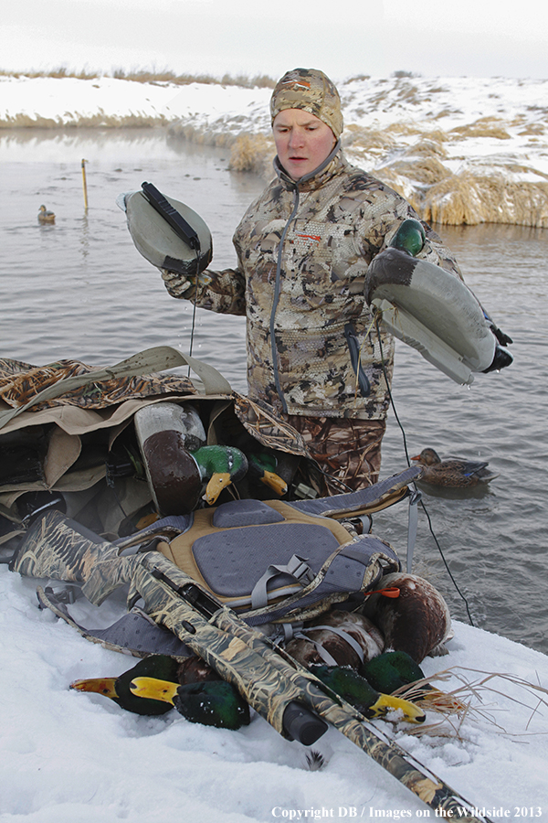 Waterfowl hunter picking up decoys.