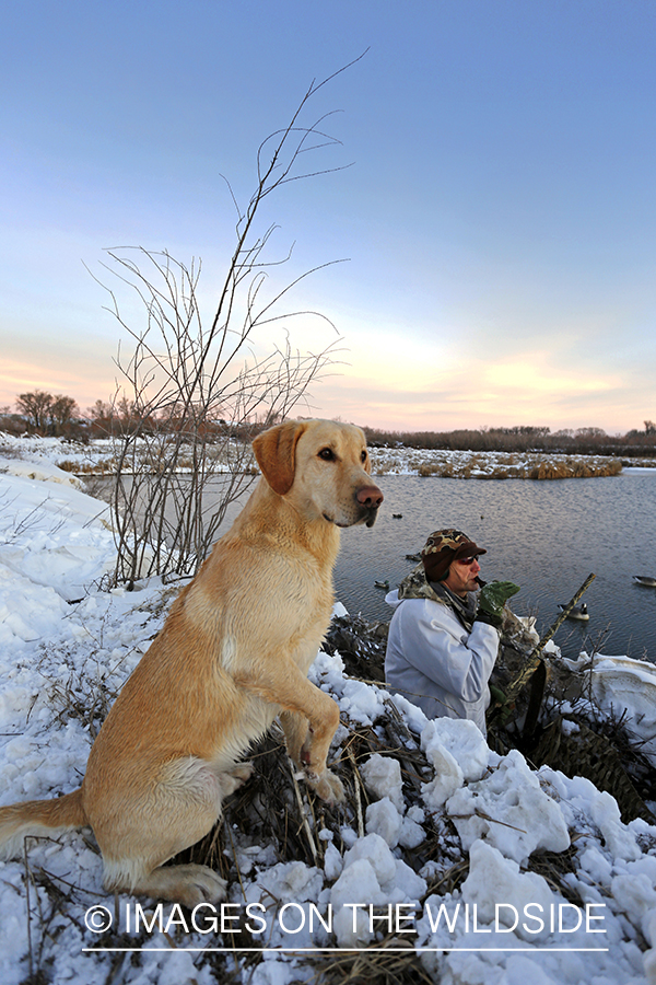 Waterfowl hunter calling ducks from blind with yellow lab.