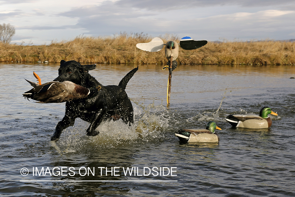 Black lab retrieving mallard drake.